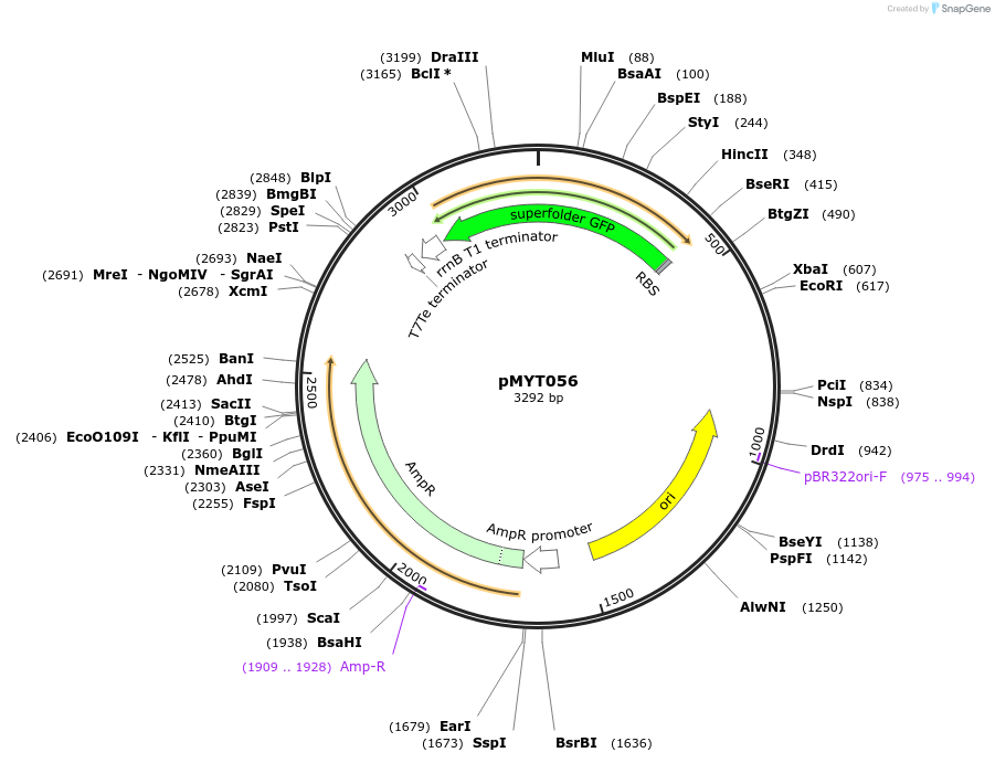 180709-plasmid-map-sequence-id-369613