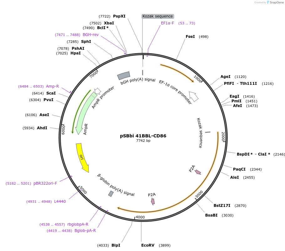 183244-plasmid-map-sequence-id-369616