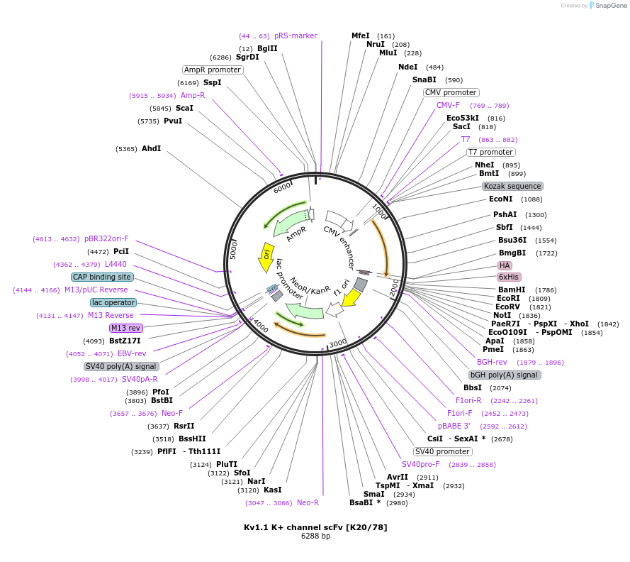182065-plasmid-map-sequence-id-369617