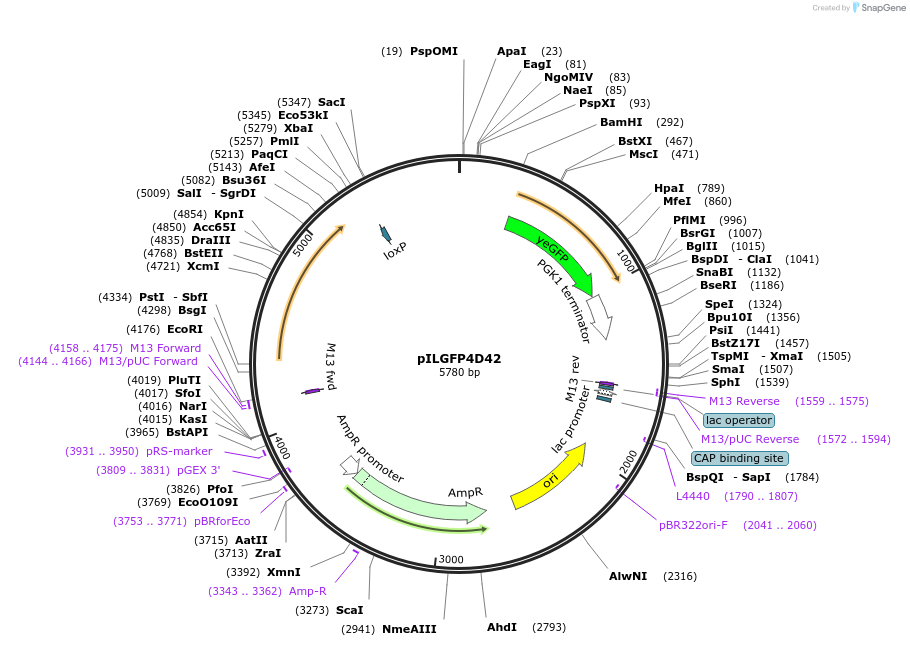 185840-plasmid-map-sequence-id-369622