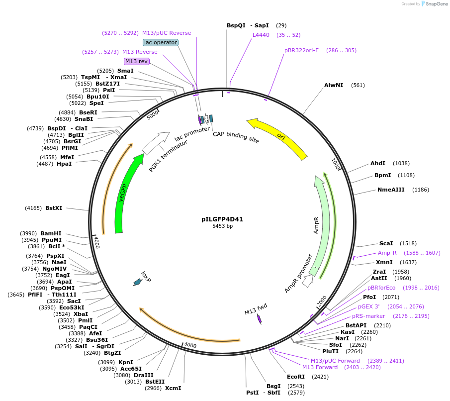 185841-plasmid-map-sequence-id-369628