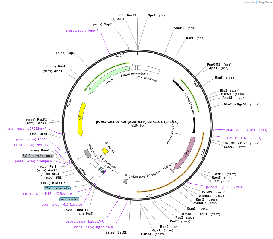 188073-plasmid-map-sequence-id-369634