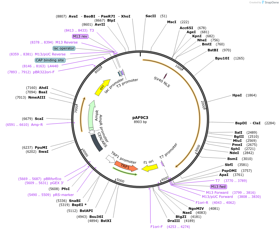 185843-plasmid-map-sequence-id-369635