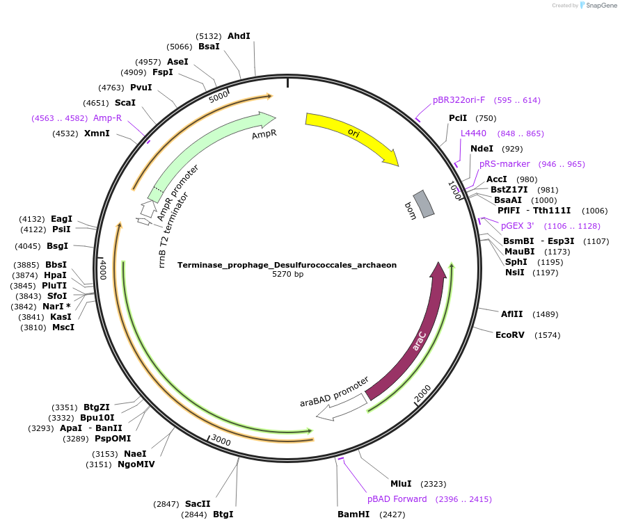 188841-plasmid-map-sequence-id-369655