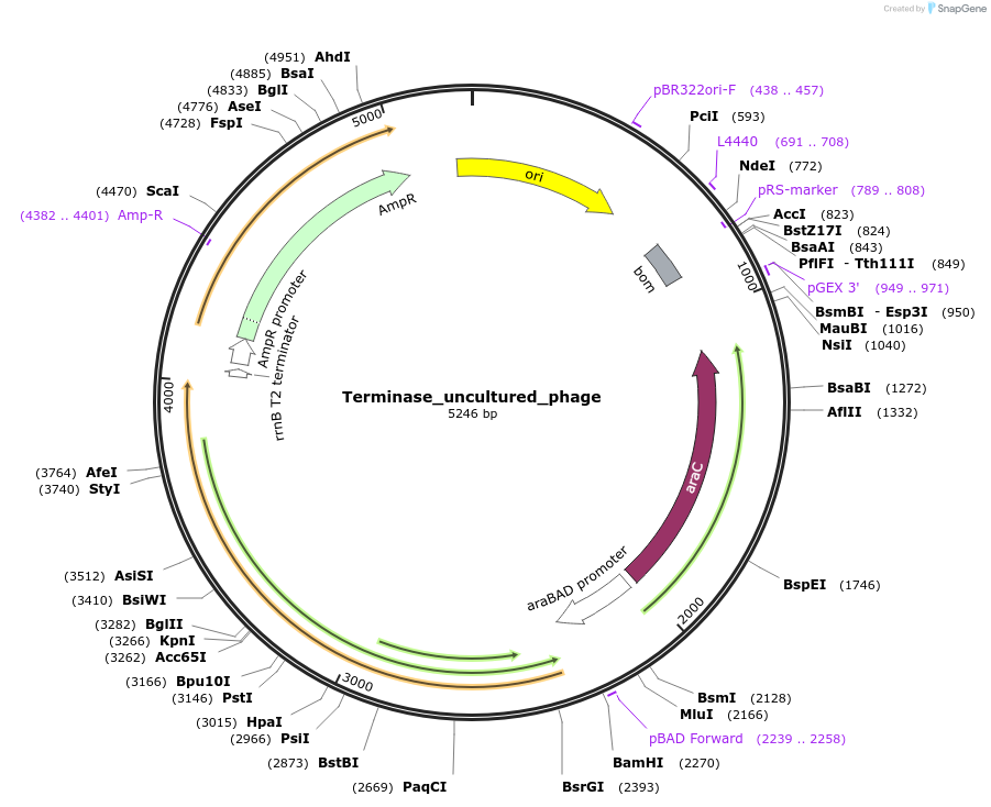 188839-plasmid-map-sequence-id-369658