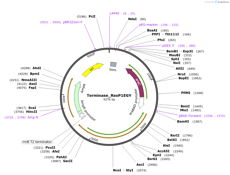 188838-plasmid-map-sequence-id-369659