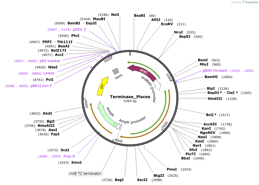 188837-plasmid-map-sequence-id-369660