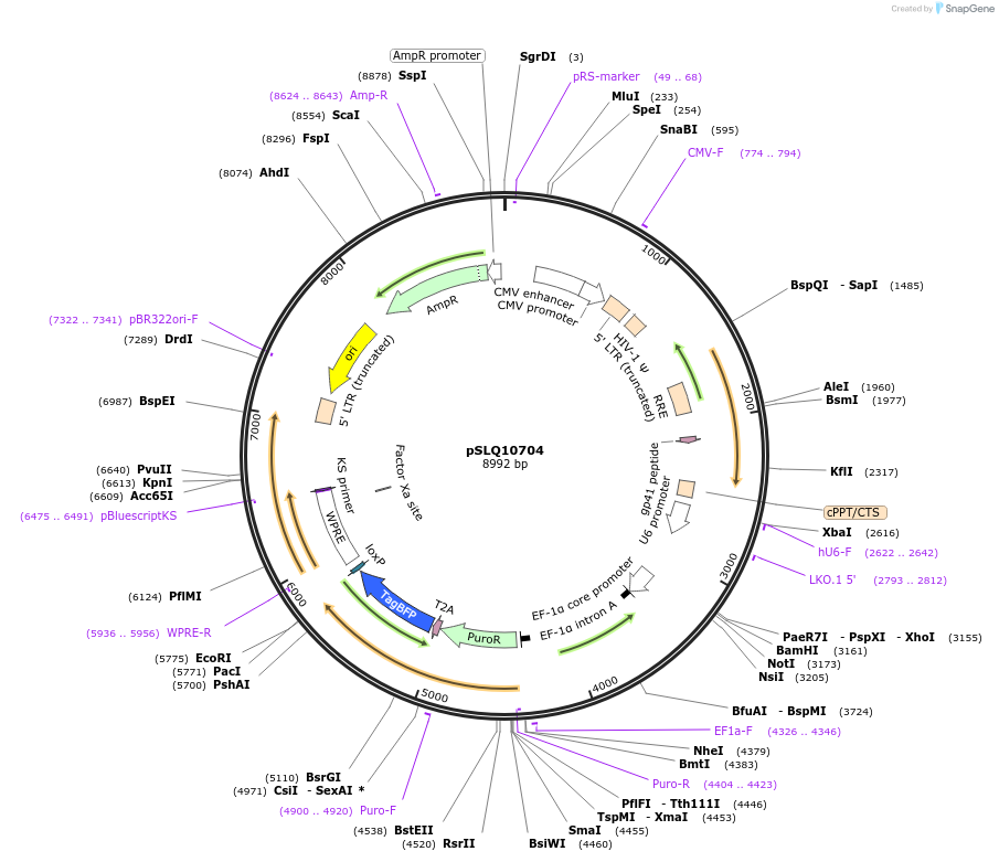 183957-plasmid-map-sequence-id-369661