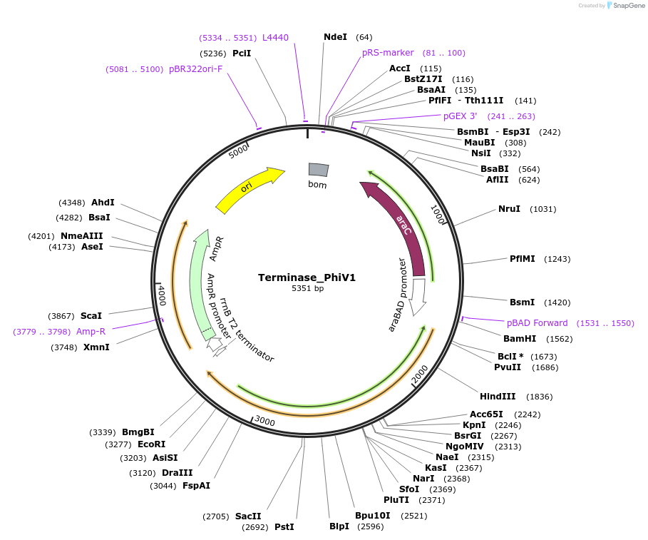 188836-plasmid-map-sequence-id-369662