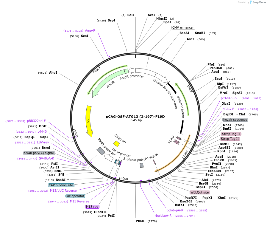 188097-plasmid-map-sequence-id-369663