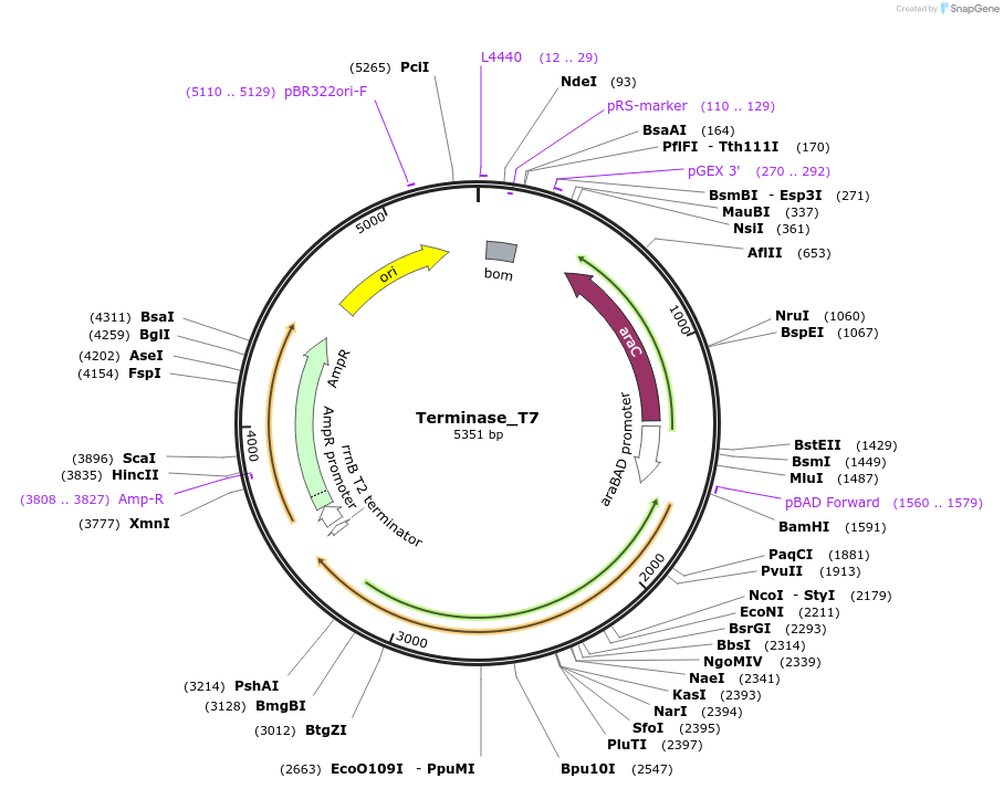 188835-plasmid-map-sequence-id-369664