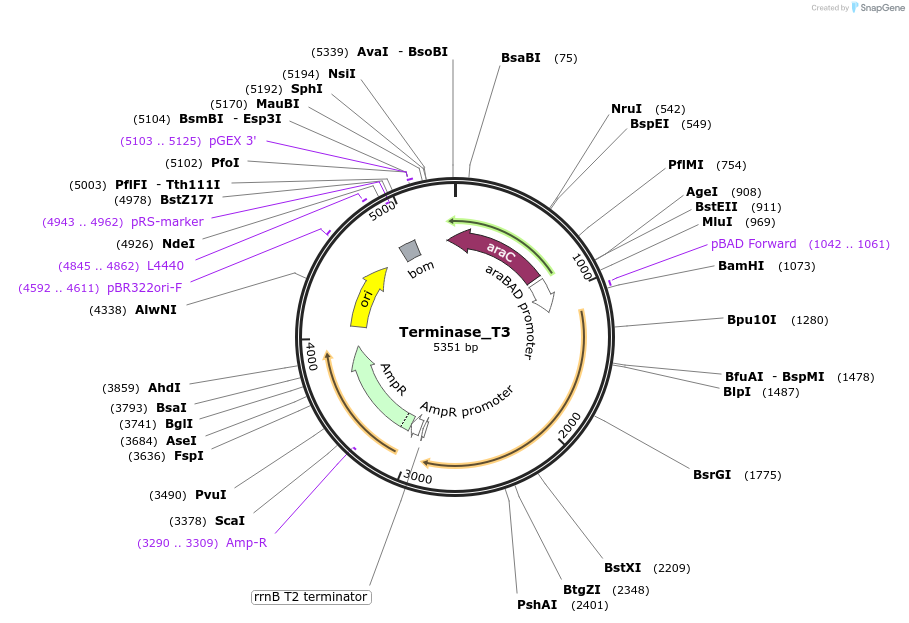 188834-plasmid-map-sequence-id-369665