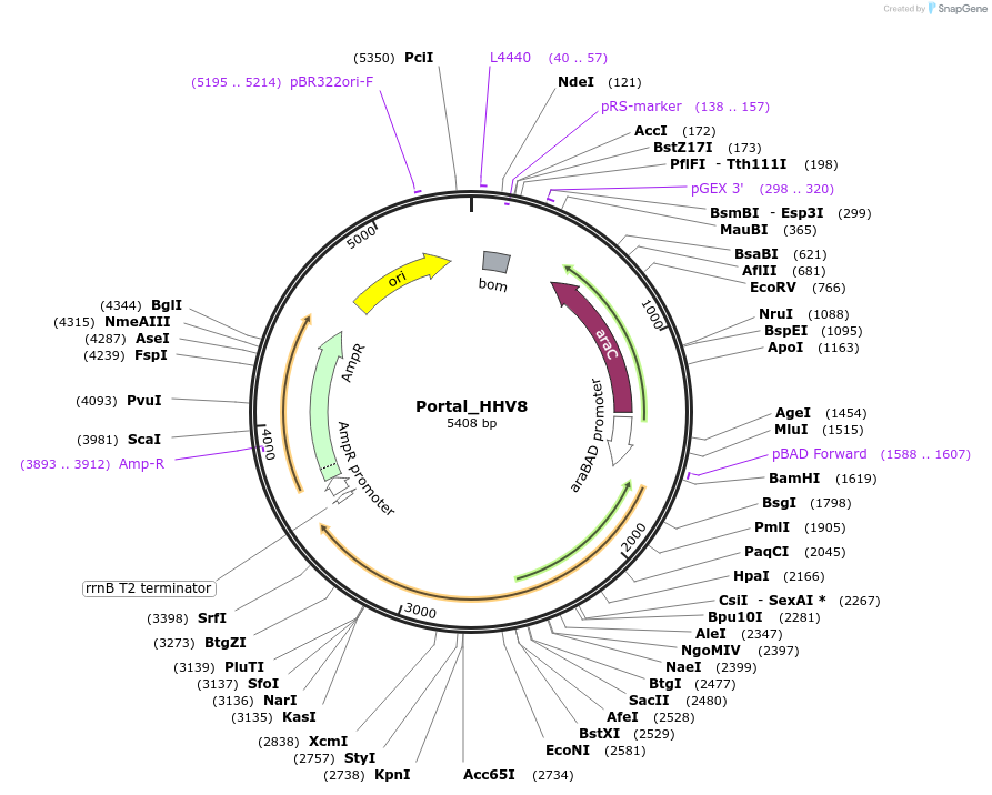 188833-plasmid-map-sequence-id-369667