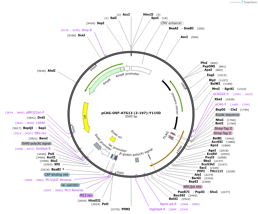 188100-plasmid-map-sequence-id-369676