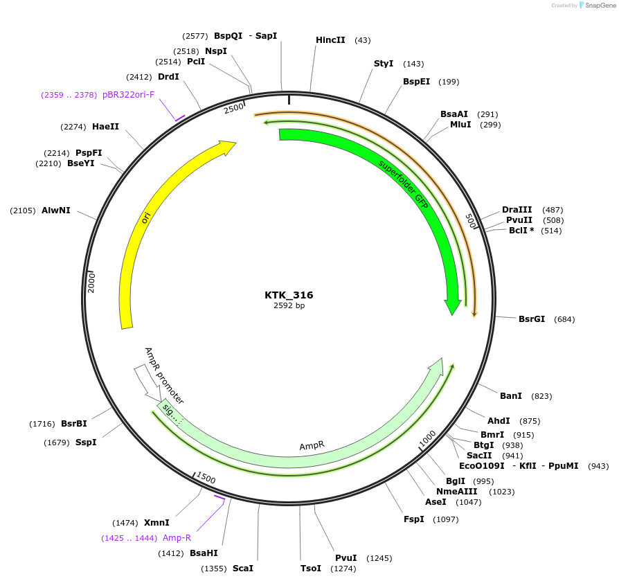 180547-plasmid-map-sequence-id-369689