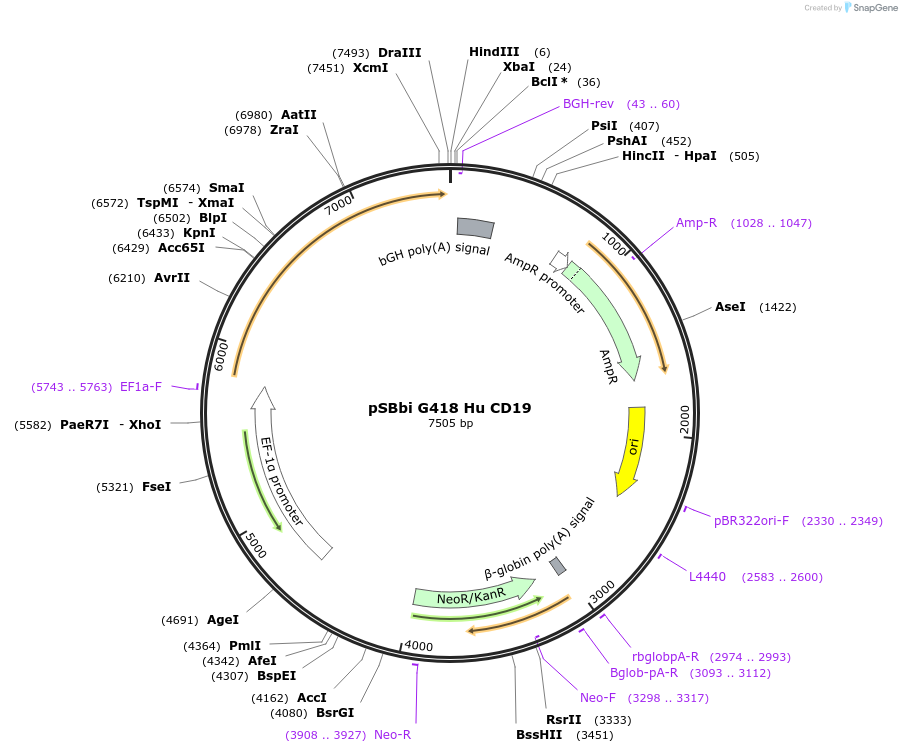 183247-plasmid-map-sequence-id-369700