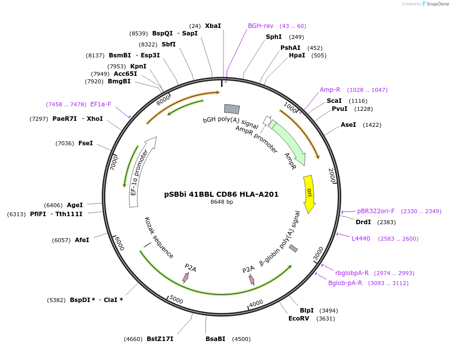 183248-plasmid-map-sequence-id-369701