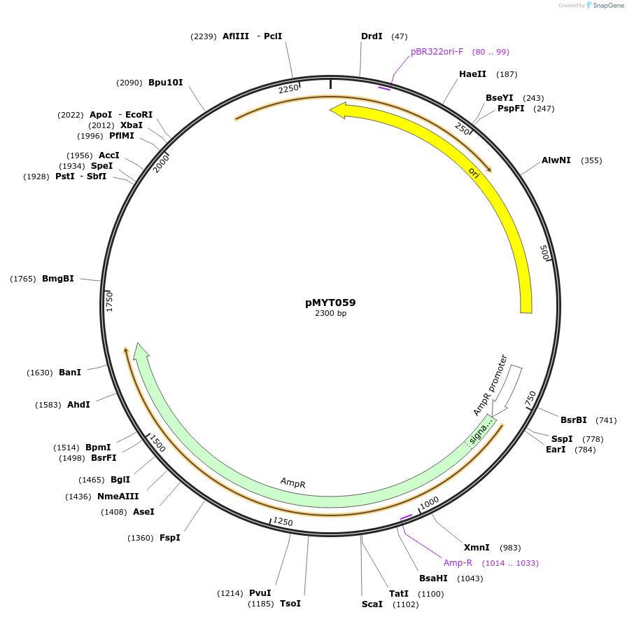 180712-plasmid-map-sequence-id-369702
