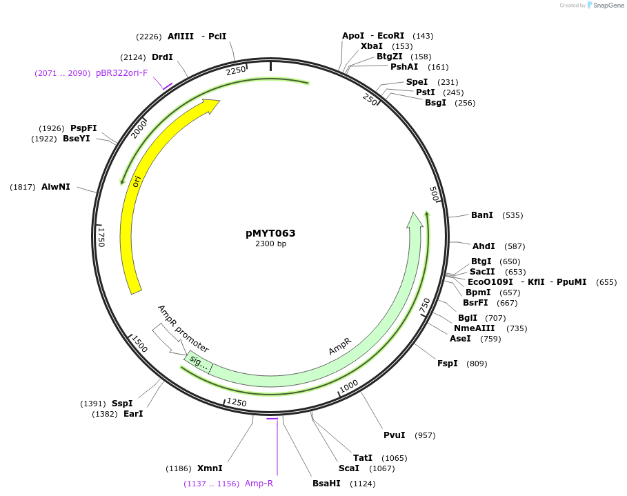 180716-plasmid-map-sequence-id-369707