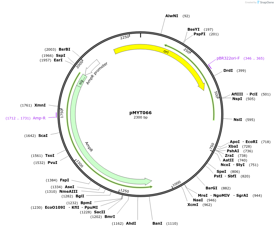 180719-plasmid-map-sequence-id-369711