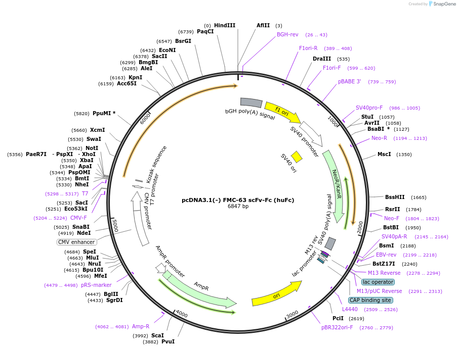 183252-plasmid-map-sequence-id-369715