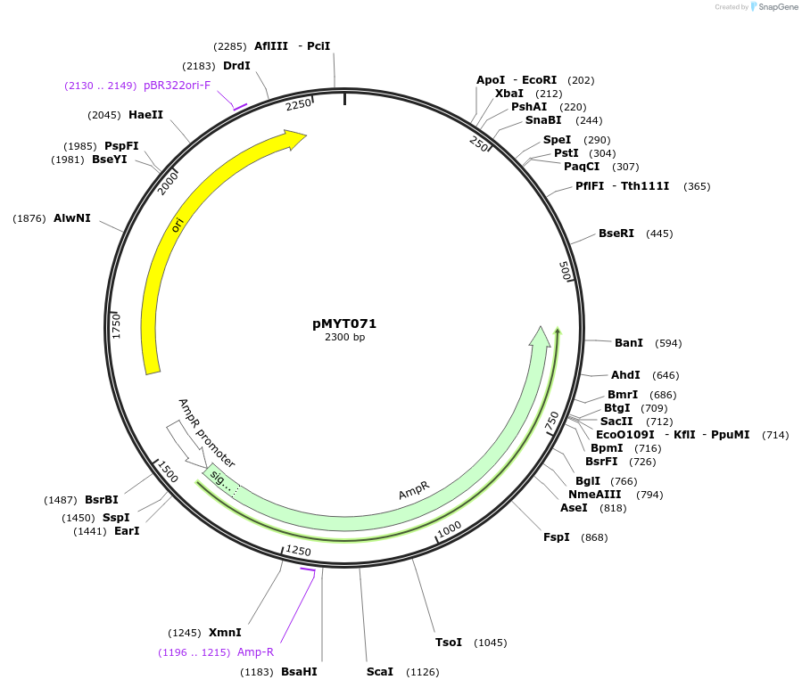 180724-plasmid-map-sequence-id-369719