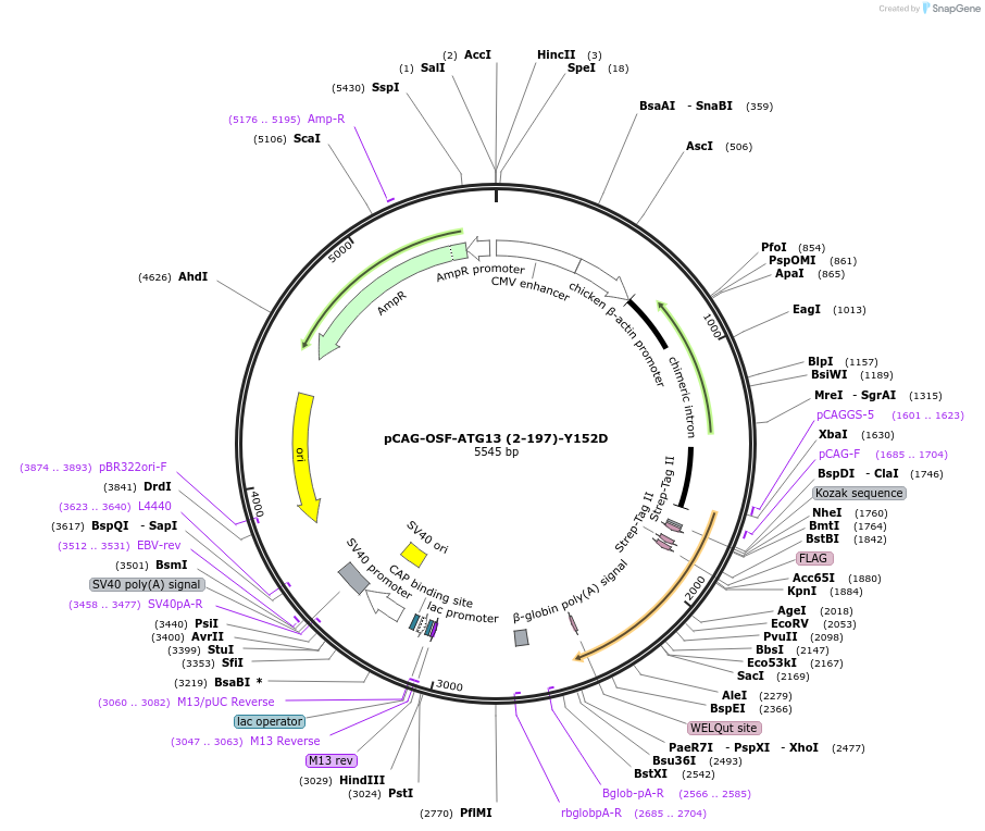 188103-plasmid-map-sequence-id-369722