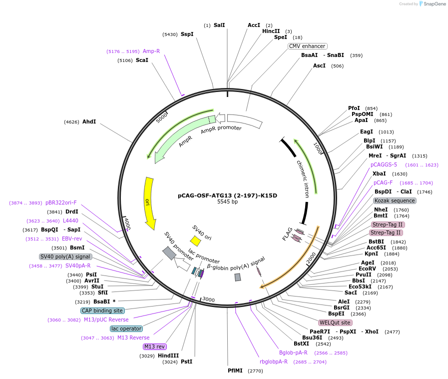 188094-plasmid-map-sequence-id-369731