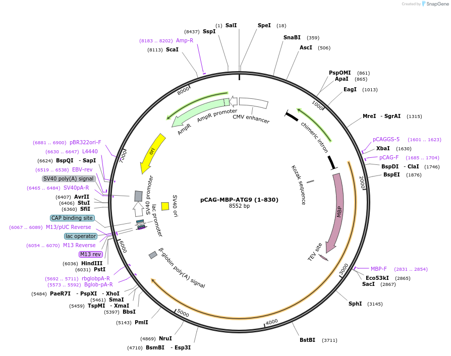 188086-plasmid-map-sequence-id-369747