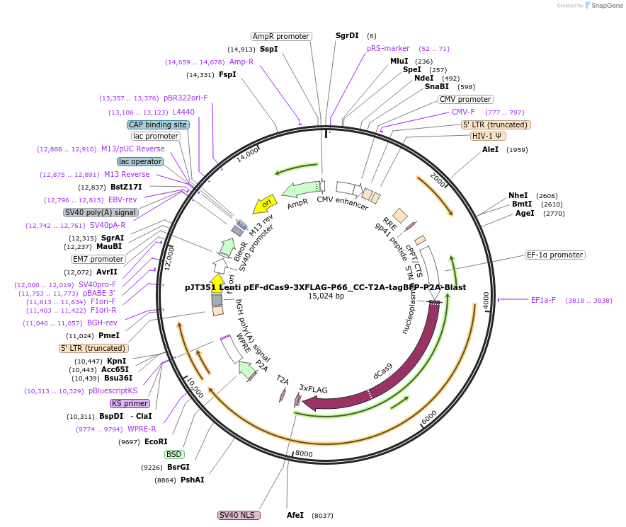 187348-plasmid-map-sequence-id-369753