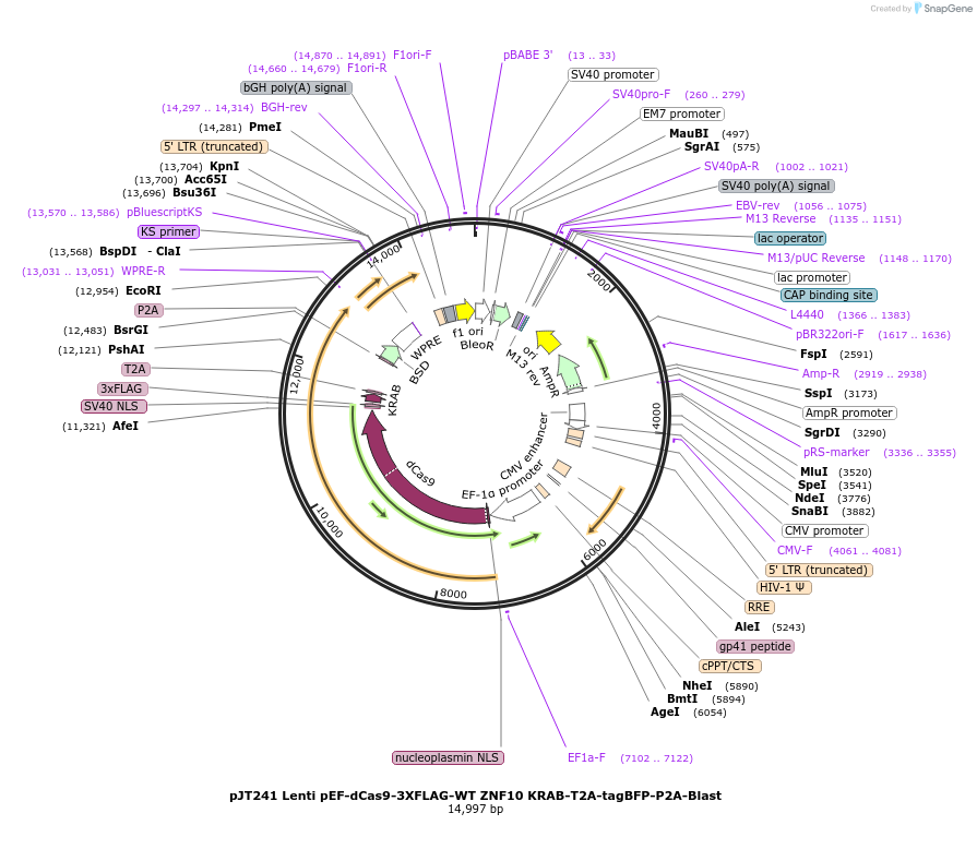 187326-plasmid-map-sequence-id-369755