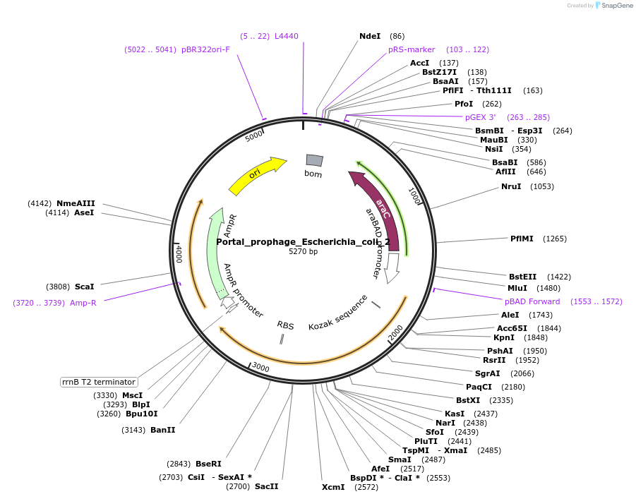188826-plasmid-map-sequence-id-369756
