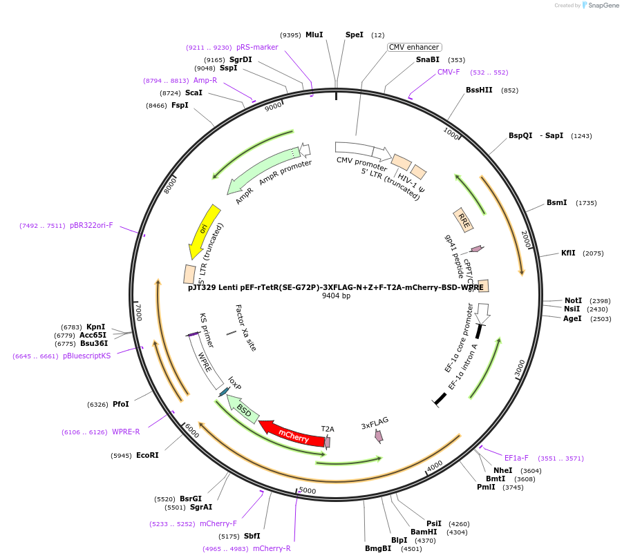 187339-plasmid-map-sequence-id-369762