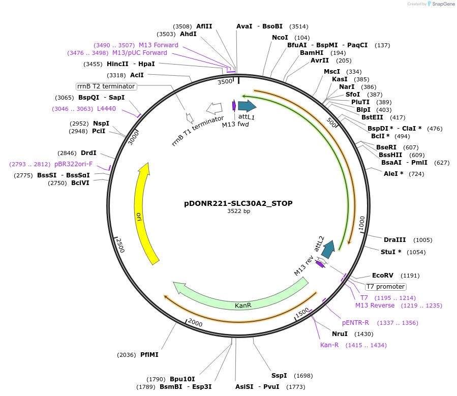 161279-plasmid-map-sequence-id-369763