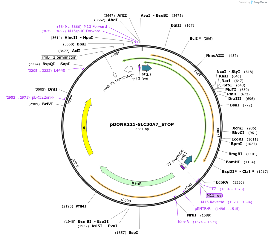 161314-plasmid-map-sequence-id-369764