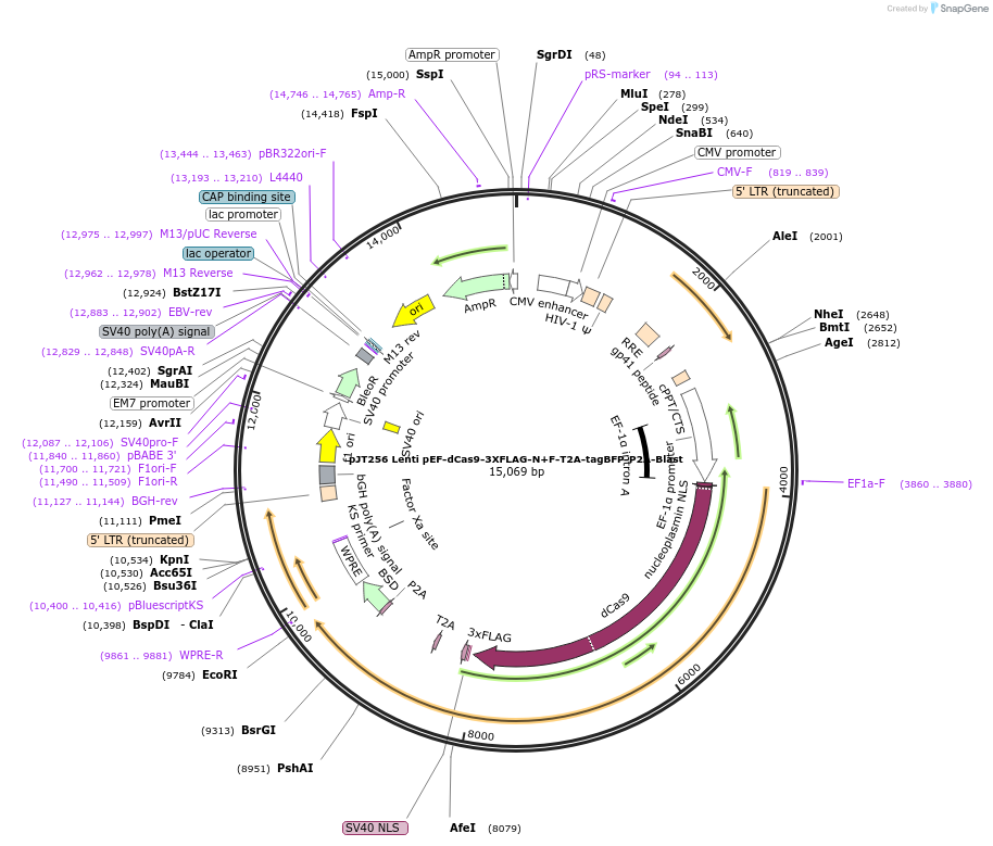 187332-plasmid-map-sequence-id-369768