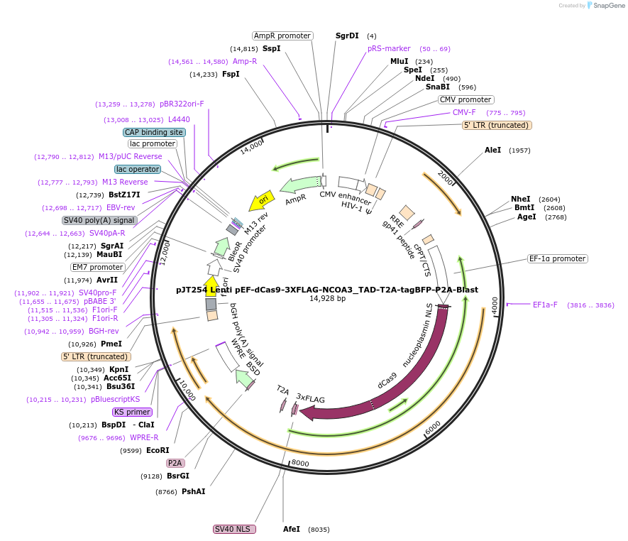 187330-plasmid-map-sequence-id-369770