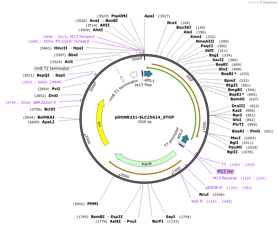 161216-plasmid-map-sequence-id-369771