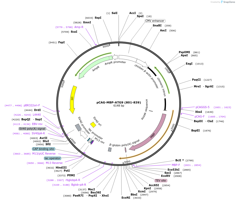 188093-plasmid-map-sequence-id-369772