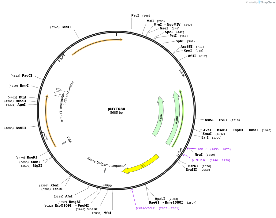 180733-plasmid-map-sequence-id-369773