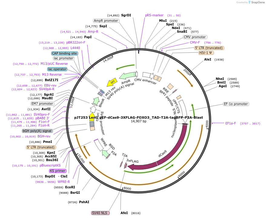 187329-plasmid-map-sequence-id-369774