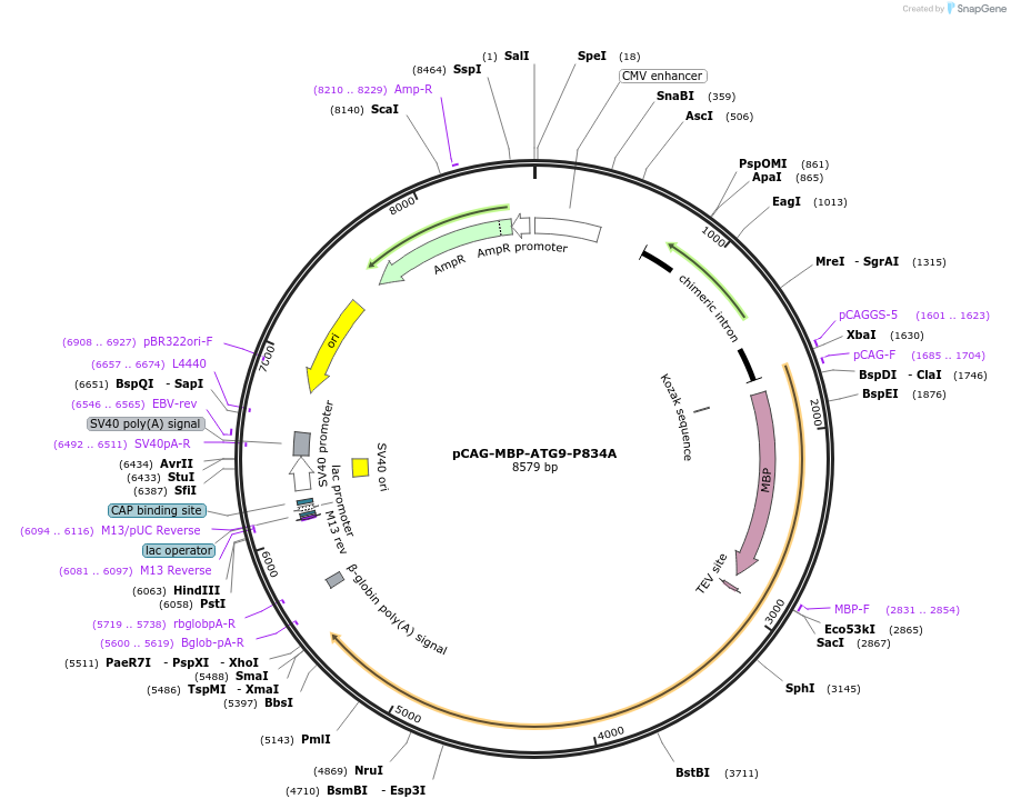 188082-plasmid-map-sequence-id-369775