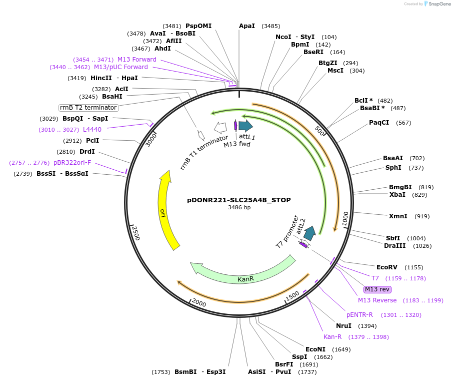 161161-plasmid-map-sequence-id-369776