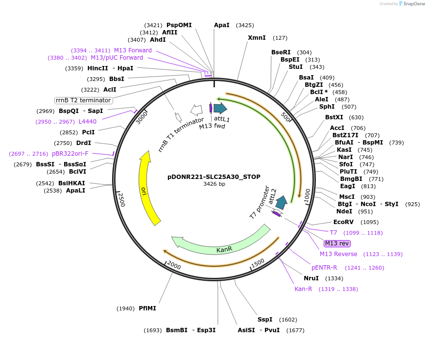 161218-plasmid-map-sequence-id-369780