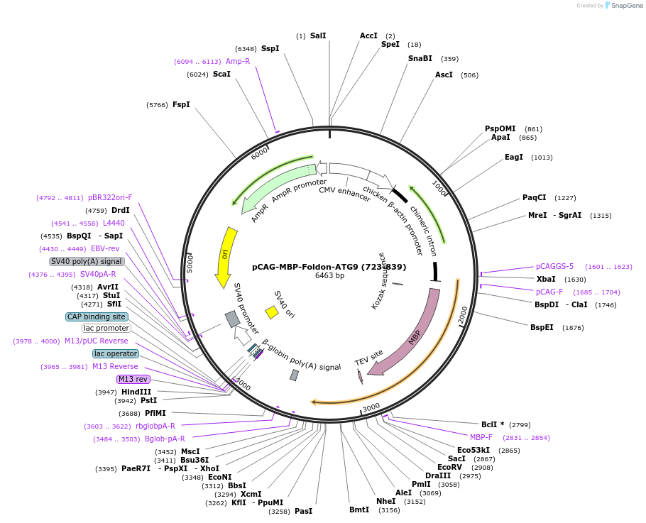 188088-plasmid-map-sequence-id-369791