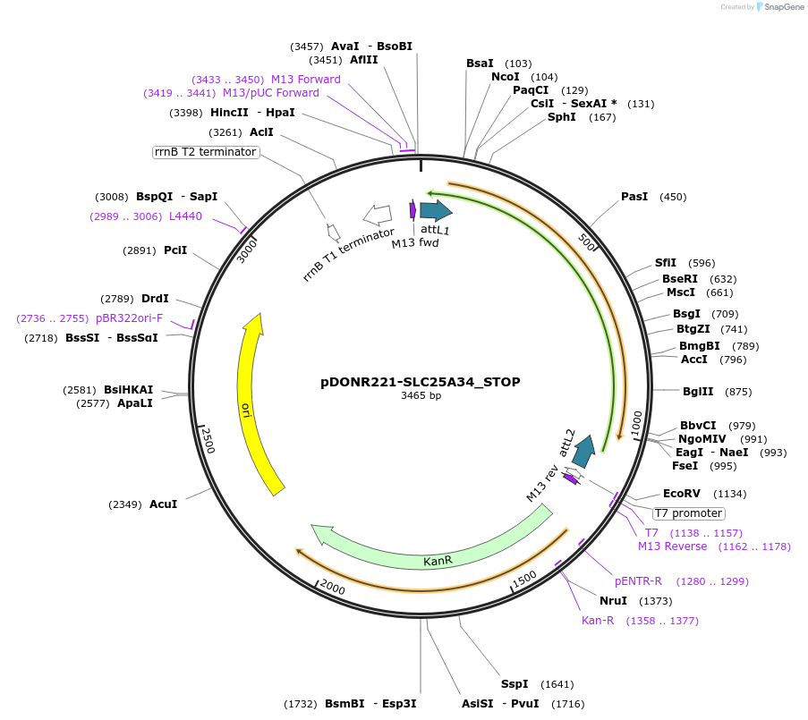 161171-plasmid-map-sequence-id-369795
