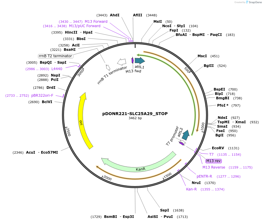 161194-plasmid-map-sequence-id-369797
