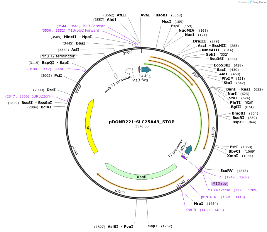 161196-plasmid-map-sequence-id-369799