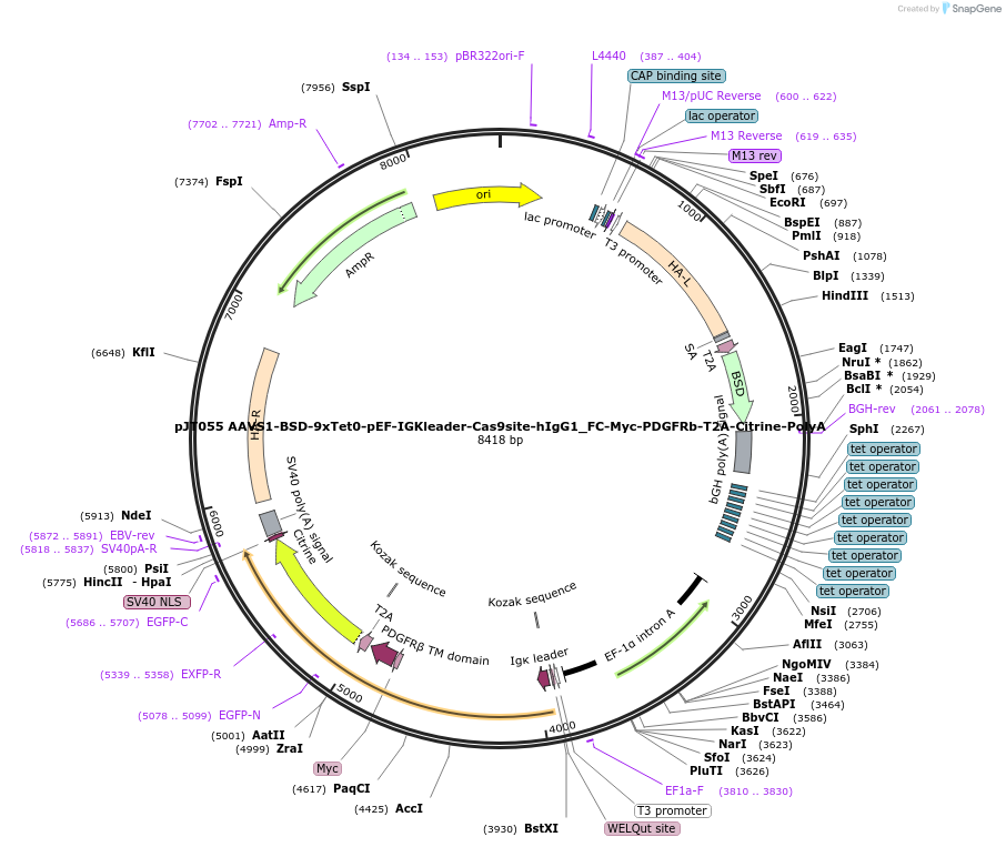 187324-plasmid-map-sequence-id-369800