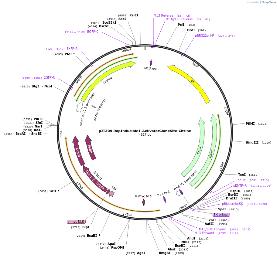 187321-plasmid-map-sequence-id-369804